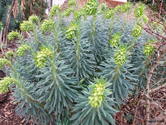 19.02.2024, Vorgarten in Leimen: Euphorbia characias / Palisaden-Wolfsmilch