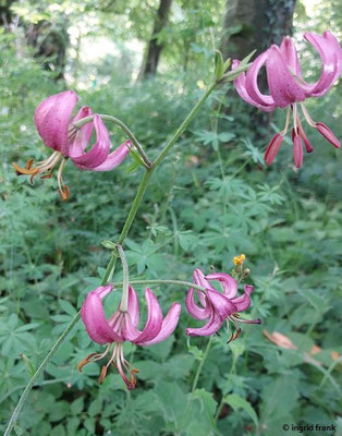 Lilium martagon / Türkenbund-Lilie