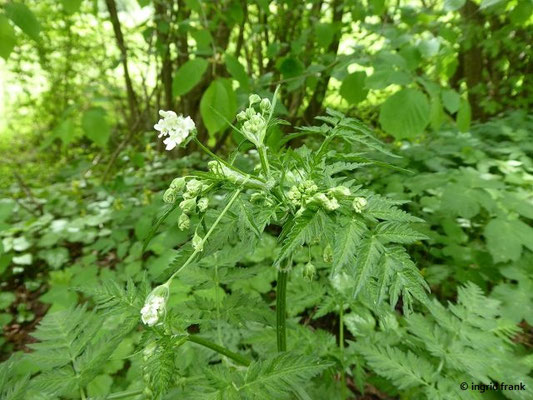 Anthriscus sylvestris / Gewöhnlicher Wiesen-Kerbel