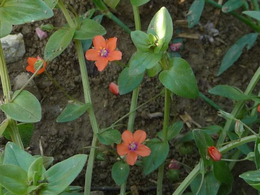 Anagallis spec. (28 Arten)