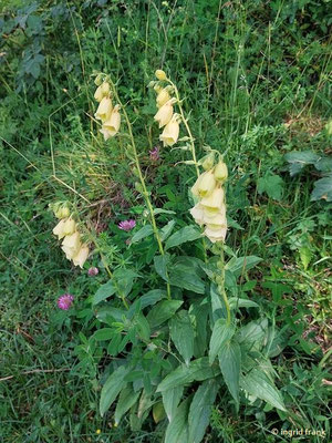 Digitalis grandiflora / Großblütiger Fingerhut (28.06.2024; Steiermark, Ramsau)