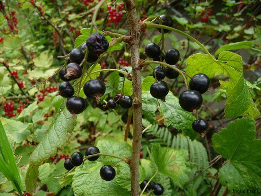 Ribes nigrum / Schwarze Johannisbeere