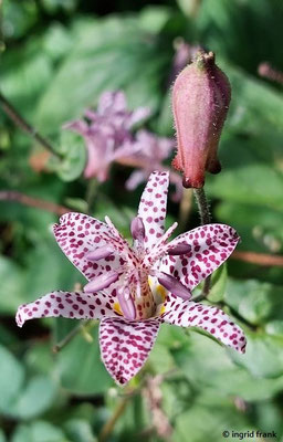 Tricyrtis formosana / Taiwan-Krtenlilie (19.11.2023; Botanischer Garten Universität Heidelberg)