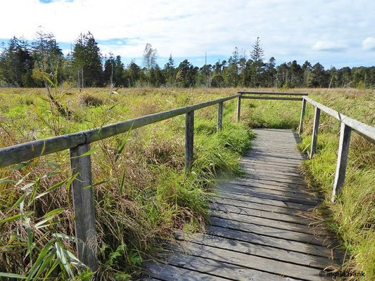 Blick ins Hochmoor