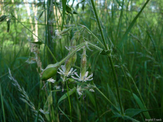 Silene nutans / Nickendes Leimkraut  (29.05.2011)
