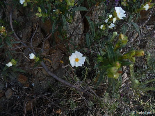 Cistus monspelliensis / Montpellier-Zistrose    (26.04.2016; Italien, Insel Elba)