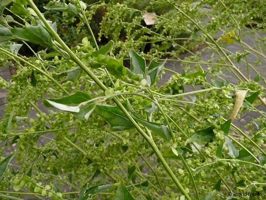 Atriplex spec. (300 Arten) (15.09.2017; Botanischer Garten Universität Heidelberg)