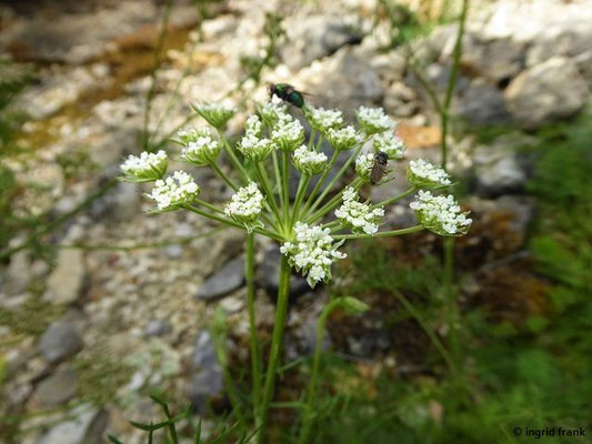 Peucedanum venetum - Venezianischer Haarstrang   (30.07.2022; Botanischer Garten der Universität Basel)