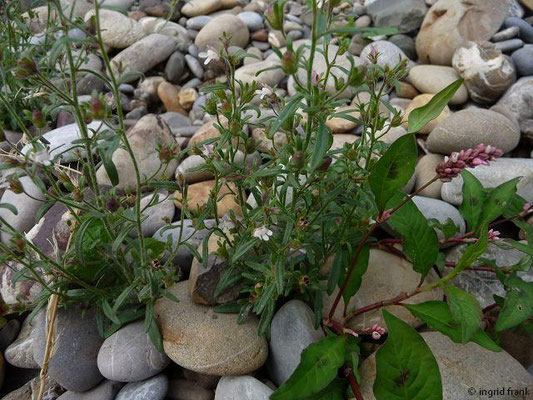 Chaenorhinum minus / Kleines Leinkraut