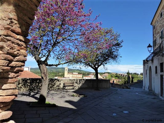 Cercis siliquastrum / Judasbaum    (29.04.2019; Italien, Toskana bei Rosignano Marittimo)