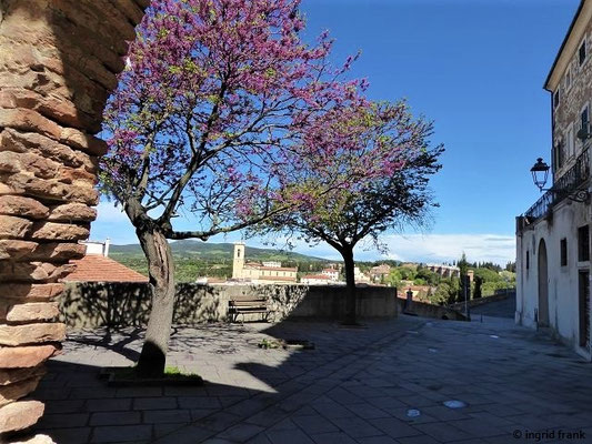 Cercis siliquastrum / Judasbaum    (29.04.2019; Italien, Toskana bei Rosignano Marittimo)