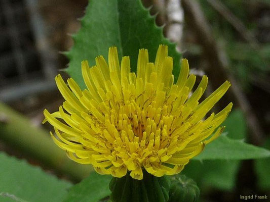 Sonchus oleraceus - Kohl-Gänsedistel