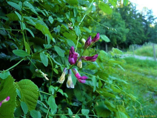 Vicia dumetorum / Hecken-Wicke