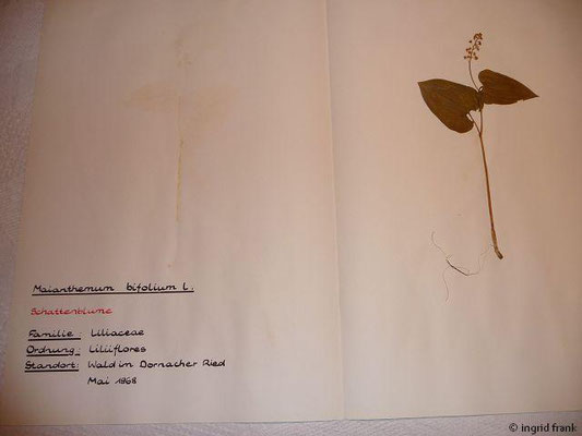 (137) Maianthemum bifolium - Schattenblume