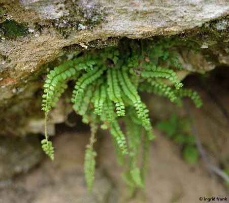 Asplenium viride / Grünstieliger Streifenfarn