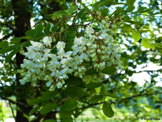Robinia spec. (4 Arten)