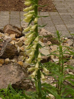 Digitalis laevigata / Kahler Fingerhut (11.06.2016; Botanischer Garten Universität Heidelberg)