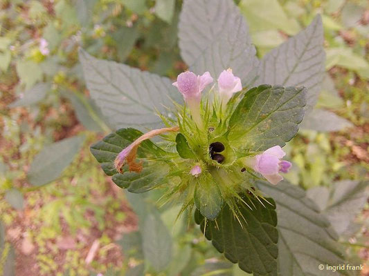 Galeopsis bifida / Kleinblütiger Hohlzahn    VI-X