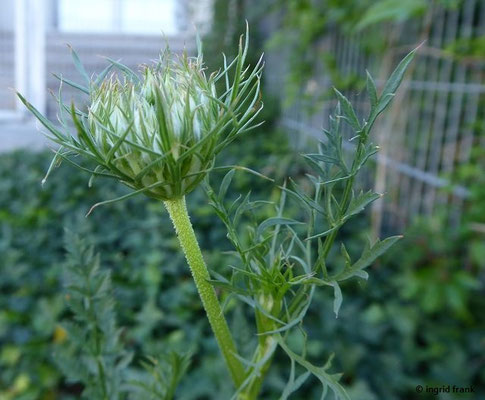 Daucus carota / Gewöhnliche Möhre    VI-IX