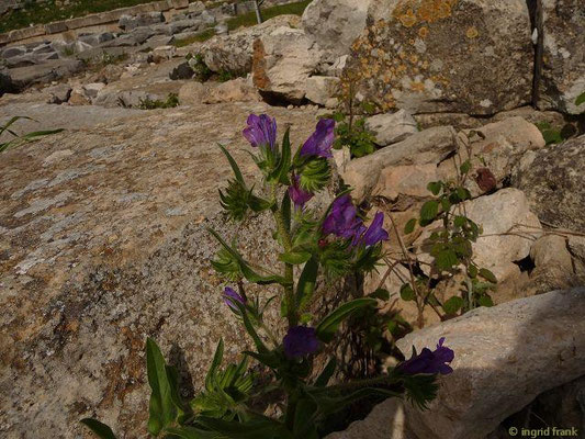 Echium plantagineum / Wegerichblättriger Natternkopf