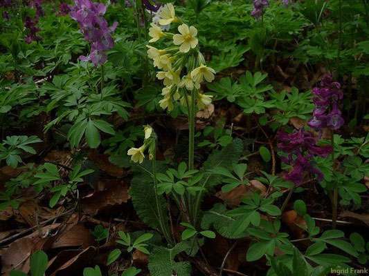 18.04.2010-Primula elatior (Mi.) u. Corydalis cava (li.) - Hohe Schlüssselblume und Hohler Lerchensporn