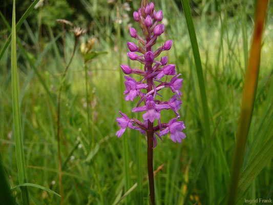 Gymnadenia conopsea / Große Händelwurz