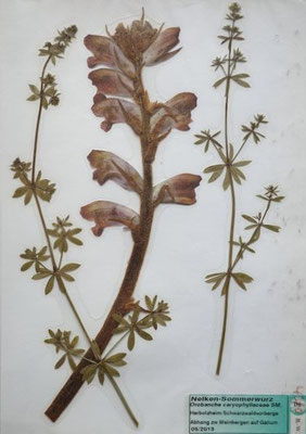 Orobanche caryophyllaceae / Nelken-Sommerwurz  (05/2013; Herbolzheim; Schwarzwaldvorberge)  (Herbarium Dr. Wolf von Thun)