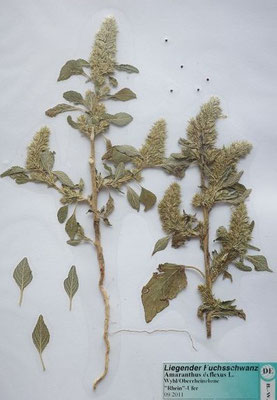 Amaranthus deflexus / Herabgebogener Amaranth   (Herbarium Dr. Wolf von Thun)