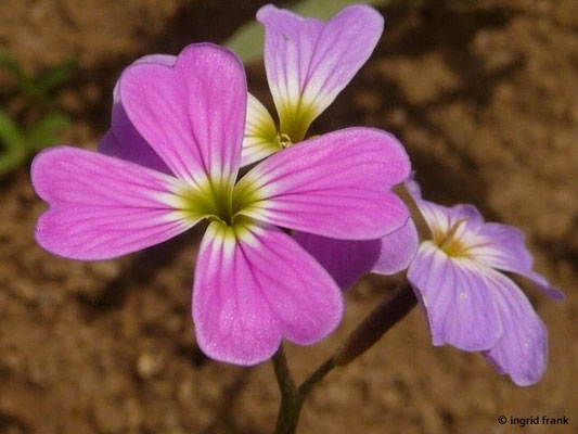 Malcolmia maritima / Meerstrand-Malcolmie, Meerviole, Strand-Levkoje (04.07.2014; Ratzenried, Ansalbung) 