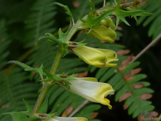 Melampyrum pratense / Wiesen-Wachtelweizen