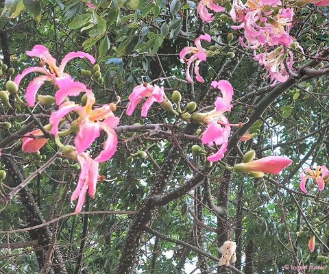 Ceiba speciosa - Florettseidenbaum  (04.10.2025; Sizilien, Cefalú)