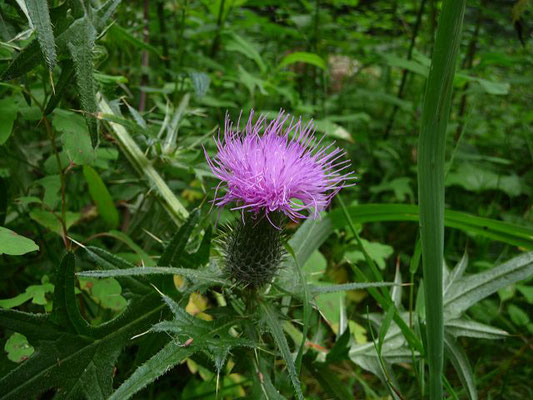 Cirsium vulgaris / Gewöhnliche Kratzdistel