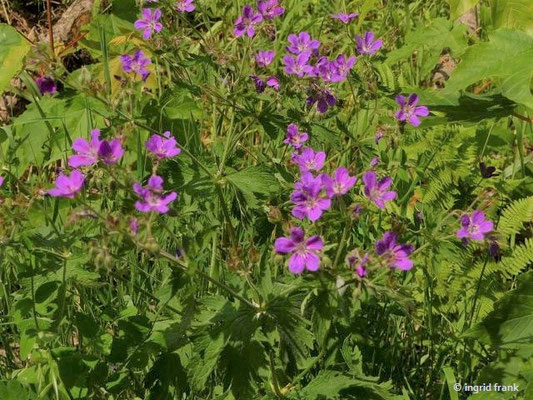 Geranium sylvaticum / Wald-Storchschnabel