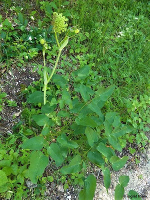 Laserpitium latifolium / Breitblättriges Laserkraut    VII-VIII