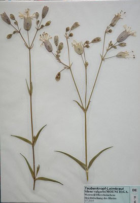07/2005 - Weisweil, Oberrheinebene  (Herbarium Dr. Wolf von Thun)