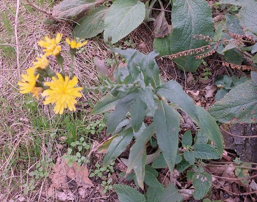Hieracium sabaudum / Savoyer Habichtskraut (17.08.2023; Schriesheim, oberhalb der Strahlenburg)