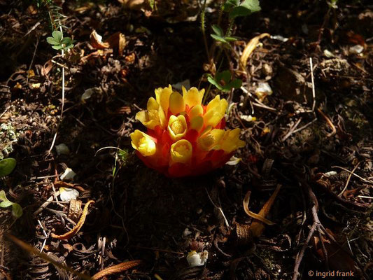 Cytinus hyopocistis /  Gelber Zistrosenwürger    (29.04.2016; Italien, Insel Elba)