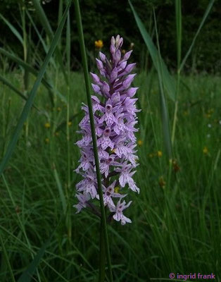 Dactylorhiza maculata / Gefleckte Fingerwurz