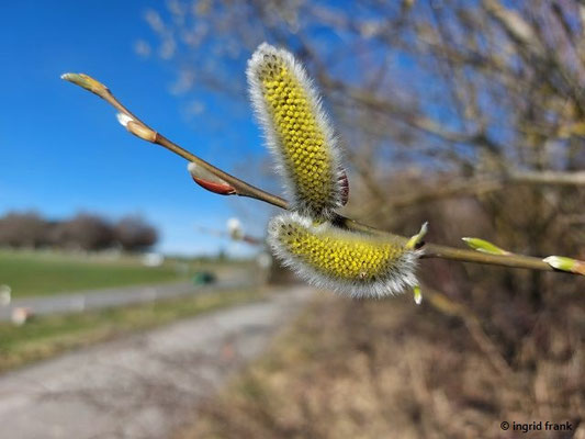03.03.2024, Weingarten, Hecke auf dem Panzerbuckel: Salix caprea / Sal-Weide