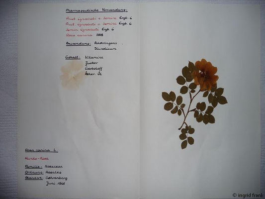 06/1968: Rosa canina / Hunds-Rose