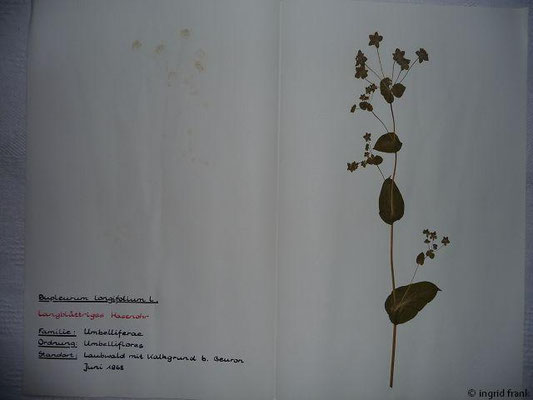 Bupleurum longifolium / Langblättriges Hasenohr