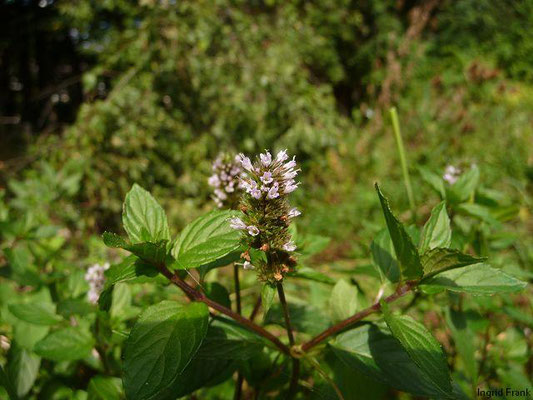 Mentha x piperita / Pfeffer-Minze    VI-VII