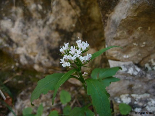 23.04.2015 - Wutach-Schlucht