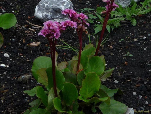 Bergenia crassifolia / Bergenie