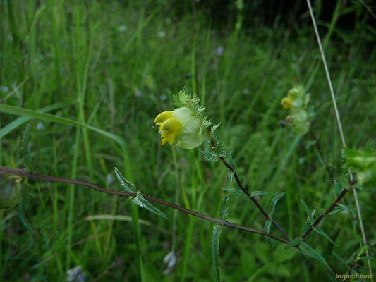 Rhinanthus serotinus / Großer Klappertopf     V-IX