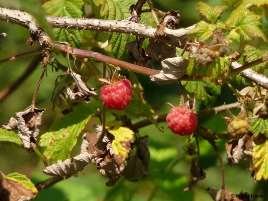 Rubus idaeus / Himbeere