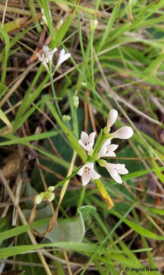 15.08.2023; NSG Sandhausener Dünen, Pferdstrieb