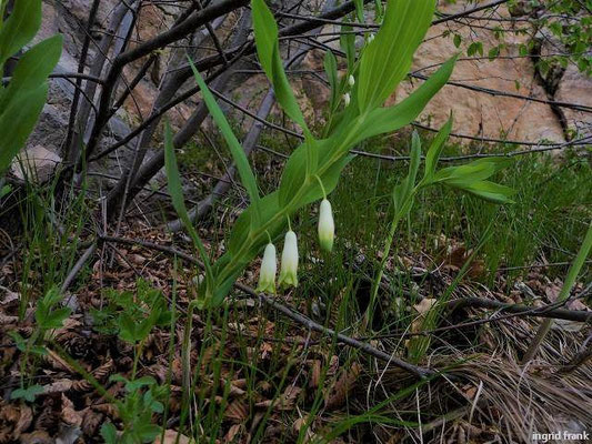 Polygonatum spec. (50 Arten)