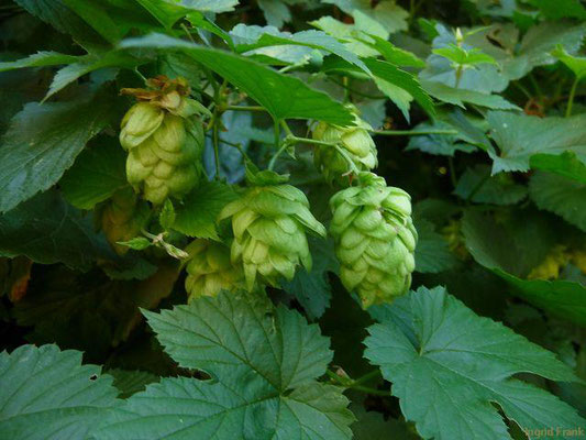 Humulus lupulus / Hopfen