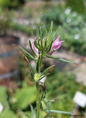 Misopates orontium / Gewöhnliches Katzenmaul, Großer Orant  VII-X  (14.08.2024; Eichstätt, Willibaldsburg, Bastionsgarten)